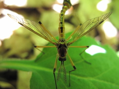 Tanyptera dorsalis