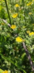 Potentilla argentea