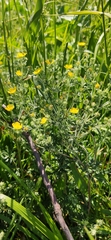 Potentilla argentea