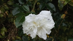 Rosa chinensis