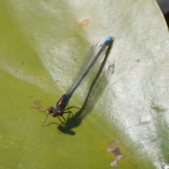 Erythromma viridulum