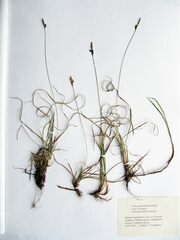 Carex caryophyllea microtricha