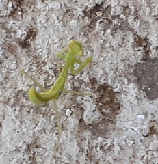 Chordodes