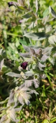 Nonea pulla