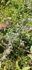 Nonea pulla