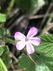 Geranium robertianum
