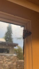 Drasteria pallescens