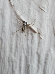 Oxyopes tridens