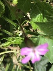 Geranium robertianum