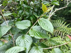 Viburnum japonicum