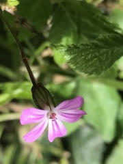Geranium robertianum
