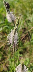 Plantago