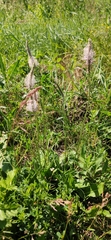 Plantago
