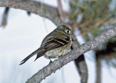 Empidonax affinis