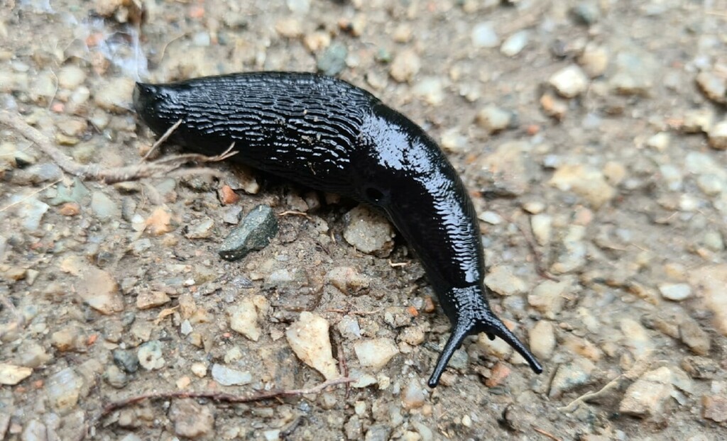 Turcomilax turkestanus