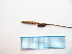 Carex caryophyllea microtricha