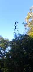 Nephila cornuta