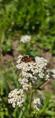 Trichodes apiarius