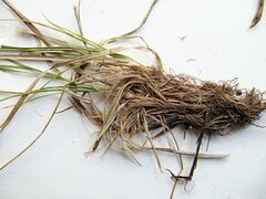 Carex caryophyllea microtricha