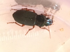 Harpalus rubripes