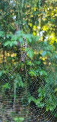 Nephila cornuta
