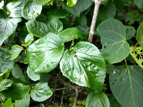 Viburnum japonicum iNat (2)
