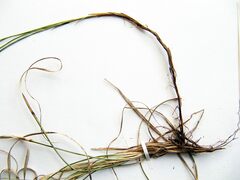 Carex caryophyllea microtricha