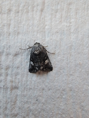 Copanarta aurea