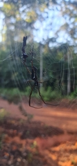 Nephila cornuta