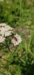 Trichodes apiarius