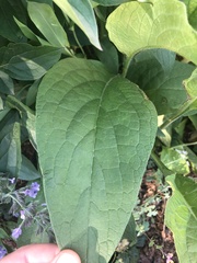 Magnoliopsida