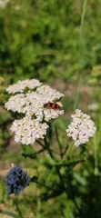 Trichodes apiarius