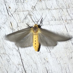 Pagara simplex