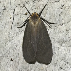 Pagara simplex