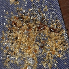 Cimex lectularius