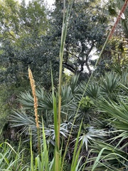 Tripsacum dactyloides