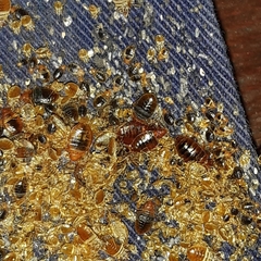 Cimex lectularius