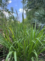 Tripsacum dactyloides