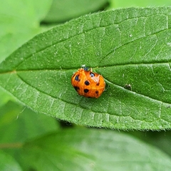 Harmonia axyridis