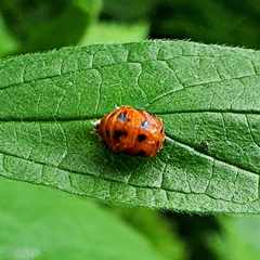 Harmonia axyridis