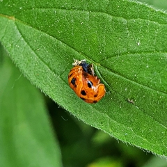 Harmonia axyridis
