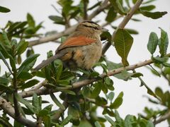 Tchagra australis australis