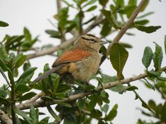 Tchagra australis australis