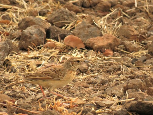 Flappet Lark (Amirafra rufocinnamomea)