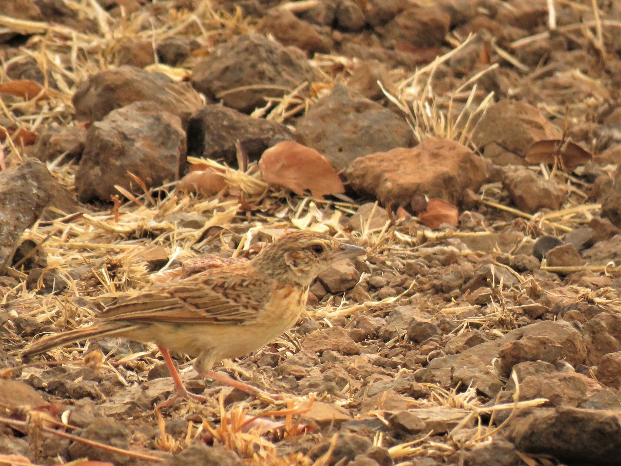 Flappet Lark illustration