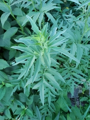 Asteroideae