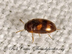 Litargus tetraspilotus