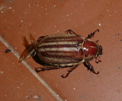Anoxia matutinalis