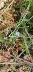 Stellaria