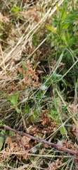 Stellaria